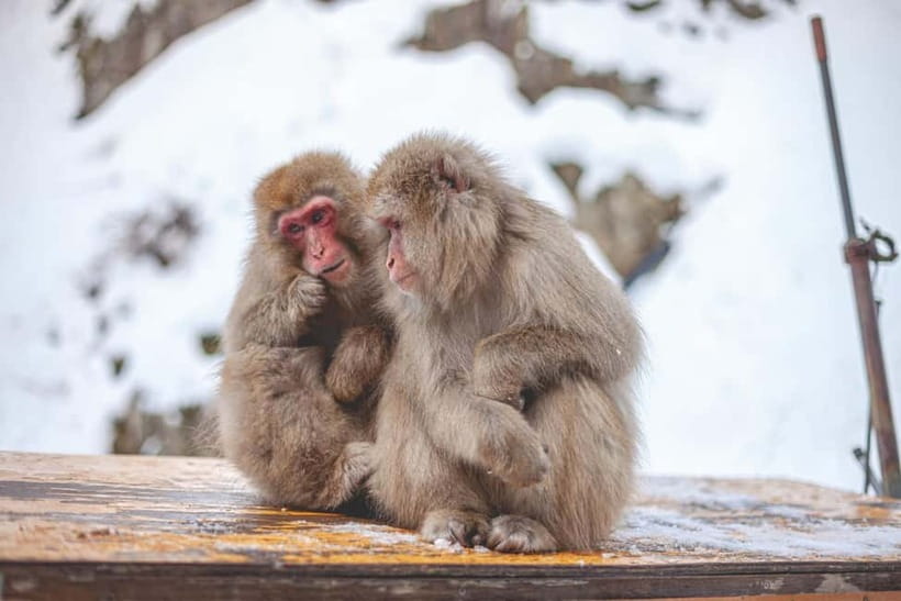 Tokyo: Nagano Snow Monkeys and Zenkoji Tour with Temples - Zenko-ji Temple in Nagano: Reverence, incense atmosphere, and guided pacing