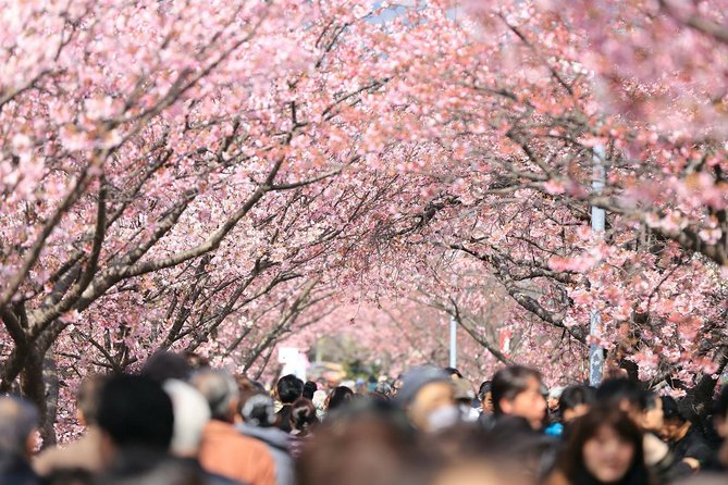 Tokyo Private Cherry Blossom Tour with a Local – Picnic Included - Senso-ji and Nakamise Street, where blossoms meet street-level Tokyo