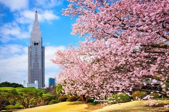 Tokyo Private Day Tour by Car with English speaking Driver - The Real Win: Having an English-Speaking Driver in Tokyo Traffic