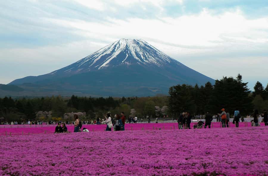 Tokyo: Private Mount Fuji Tour with Pickup and Drop-Off - Oshino Hakkai: Springs, Thatched Roofs, and Local Pace
