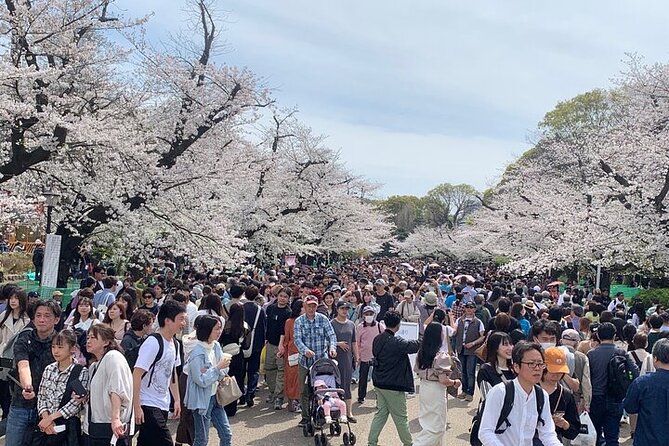 Tokyo Sightseeing/ City Tour by Private Car with English Guide - Senso-ji Temple and Yogodo in Asakusa: a must-see, with simple prep