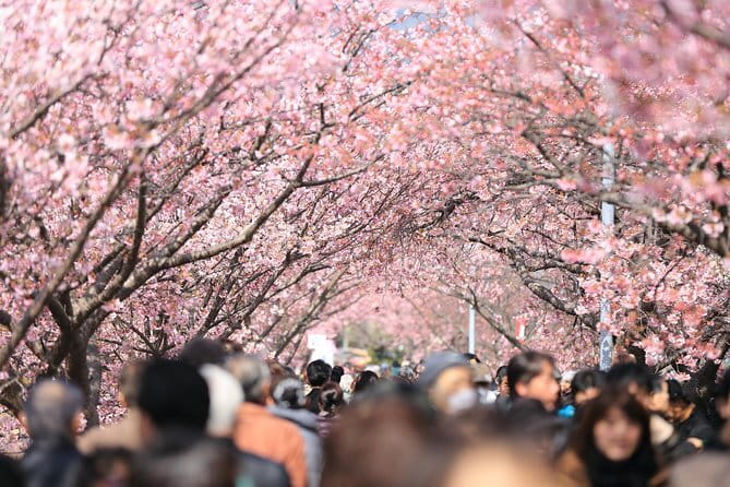 Tokyo Spring Daytime (Cherry Blossom) Food Tour - Key highlights to expect in Yanaka