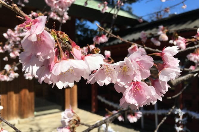 Tokyo Spring Daytime (Cherry Blossom) Food Tour - Why Yanaka makes a strong choice for spring blooms