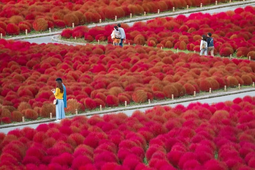 Tokyo: Spring Hitachi Seaside & Ashikaga Flower Park Tour - Practical Tips for Enjoying Both Parks Without Feeling Rushed