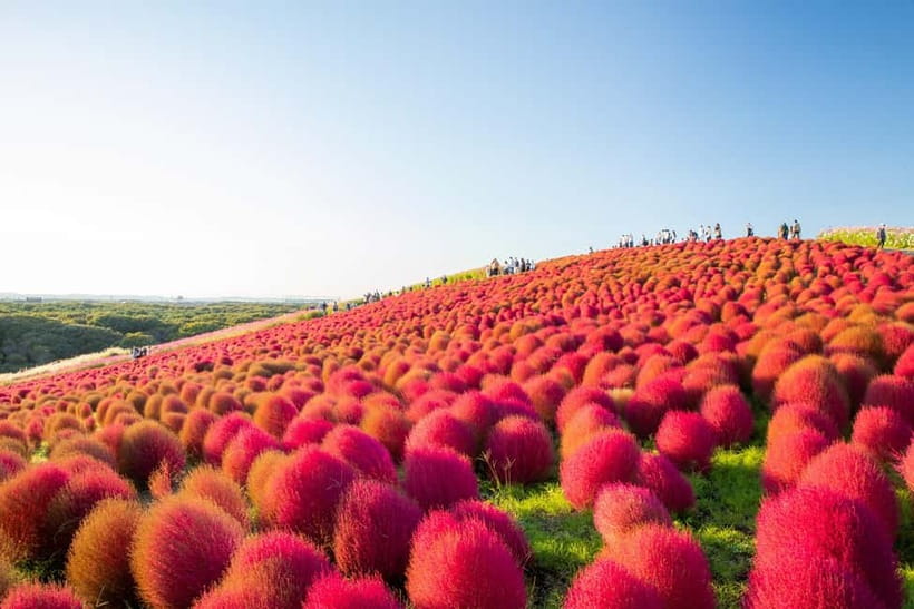 Tokyo: Spring Hitachi Seaside & Ashikaga Flower Park Tour - Hitachi Seaside Park: Miharashi Hill and 5.3 Million Blue Nemophila