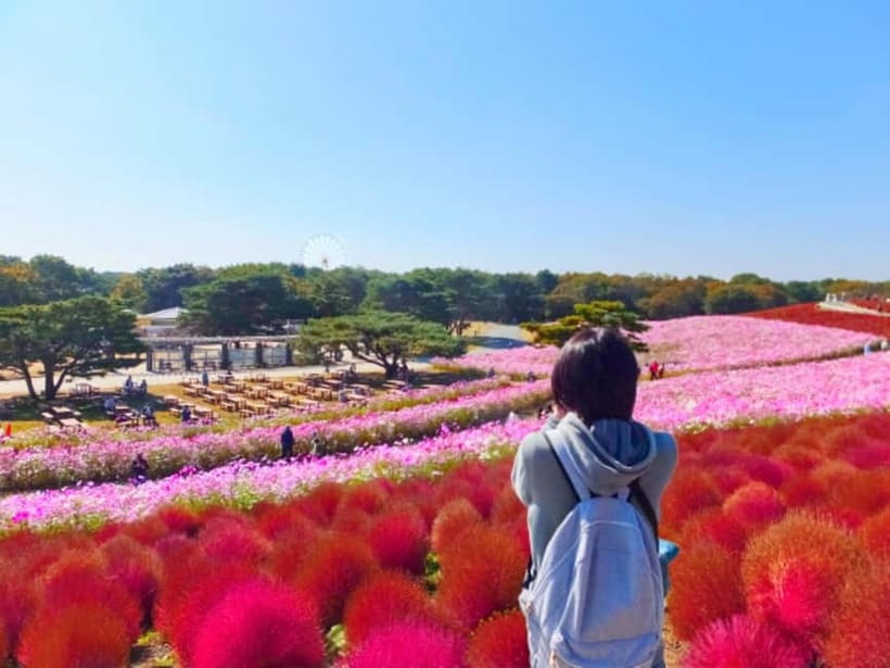 Tokyo: Spring Hitachi Seaside & Ashikaga Flower Park Tour - Coach Pickup From Shinjuku and Tokyo Station Area, Then Out Into Kanto