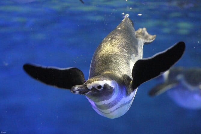 Tokyo Sumida Aquarium E-Ticket with Optional Tokyo Metro Pass - Key things to know before you go