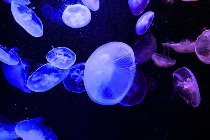 Tokyo Sumida Aquarium E-Ticket with Optional Tokyo Metro Pass - Who this aquarium visit suits best