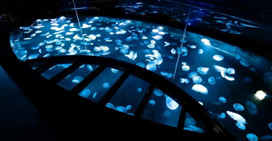 Tokyo: Sumida Aquarium Entry Ticket - Key things to love about Sumida Aquarium