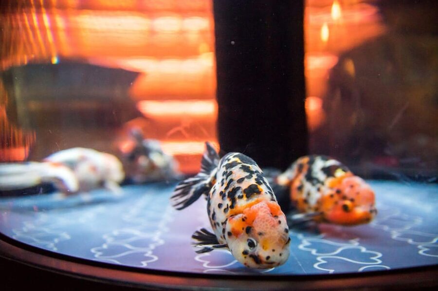 Tokyo: Sumida Aquarium Entry Ticket - Breeder chats you will actually remember (penguins, eels, goldfish)