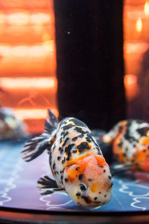 Tokyo: Sumida Aquarium Entry Ticket - Cafe time and bringing lunch into a relaxed rhythm