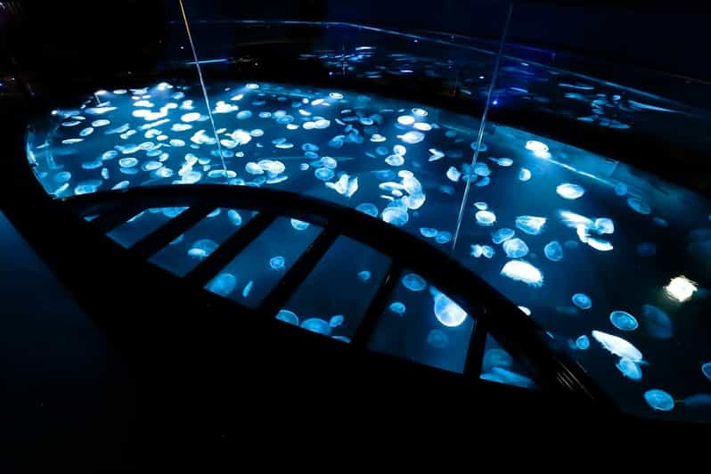 Tokyo: Sumida Aquarium Entry Ticket - Price of $17 per person, and why it can feel worth it