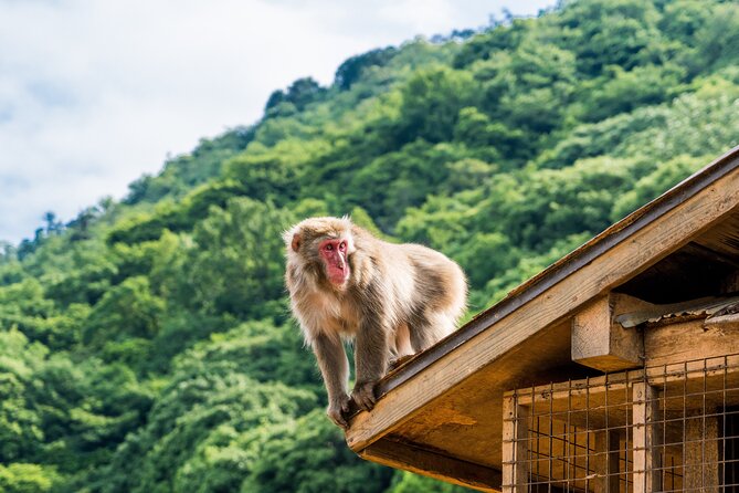 Tokyo to Kyoto 1-Full Day Private Guided Tour - A One-Day Tokyo to Kyoto Plan That Stops You From Wasting Hours
