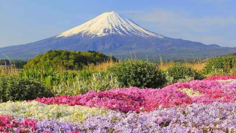 Tokyo To Mount FUJI Day Trip With English guide - Oishi Park and Arakurayama Sengen Park: Two Different Ways to Photograph Fuji