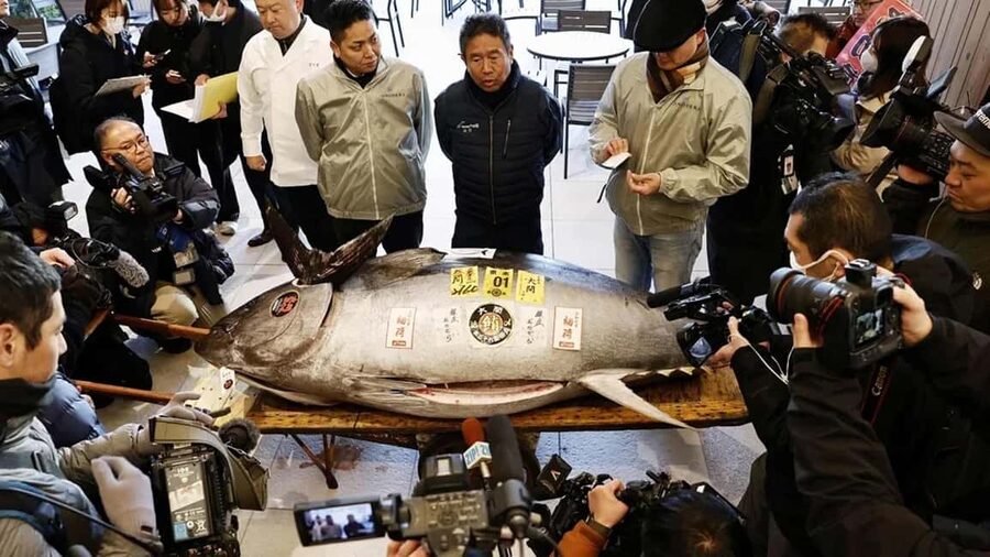 Tokyo: Toyosu Tuna Auction &Tsukiji Market Gourmet Adventure - Key highlights you should care about
