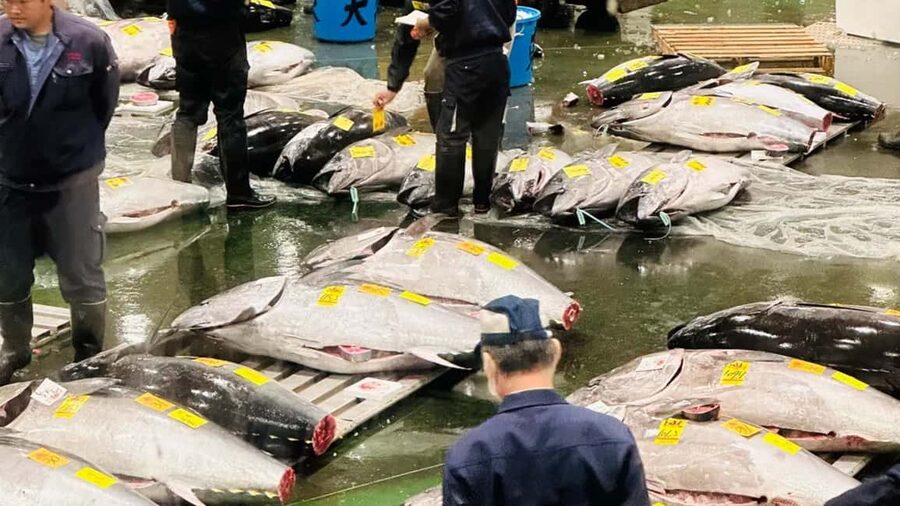 Tokyo: Toyosu Tuna Auction &Tsukiji Market Gourmet Adventure - Starting at 5:00 AM in Toyosu, and why it matters