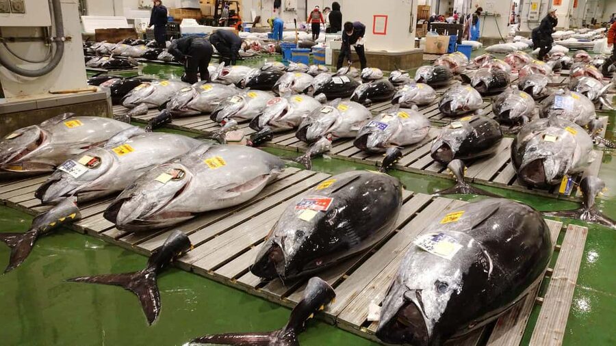 Tokyo: Toyosu Tuna Auction &Tsukiji Market Gourmet Adventure - Bluefin grading, hand signals, and the real-time audio decoding