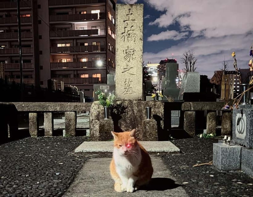 Tokyo: True Crime And Ghost Stories Tour - Kabukicho: organized crime, murders, and the red light district as a history lesson