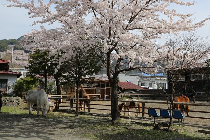 Yabusame Adventure with Mt. Fuji Views - The horses: what you should know about Kiso size and comfort